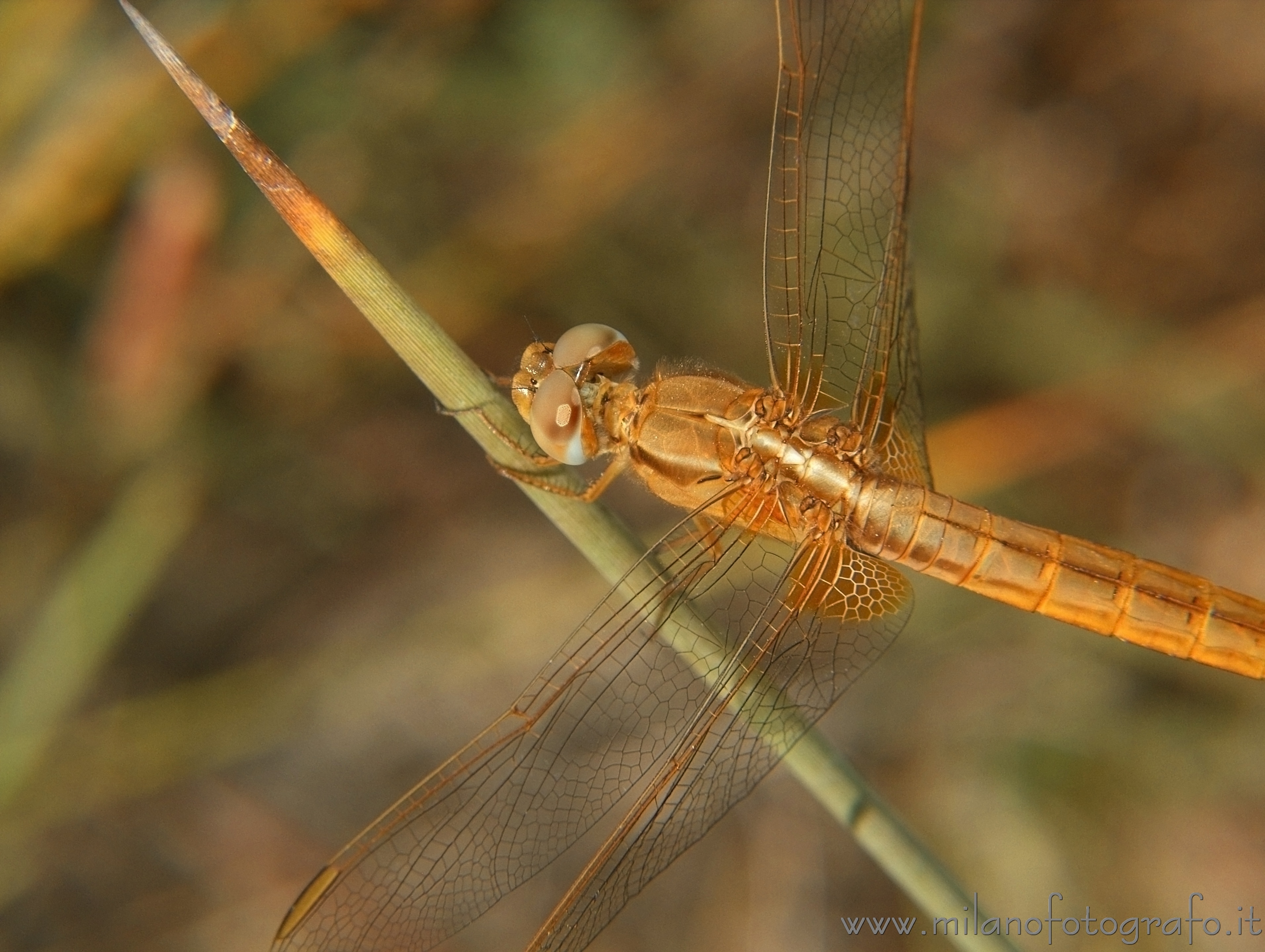 Torre San Giovanni (Lecce, Italy) - Female Crocothemis erythraea